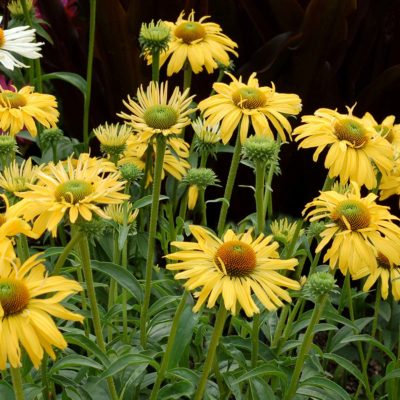 Echinacea 'Daydream'