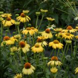 Echinacea 'Daydream'