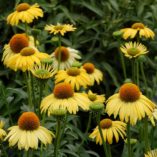 Echinacea 'Daydream'