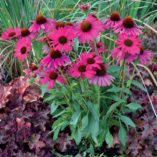 Echinacea 'Dixie Belle'