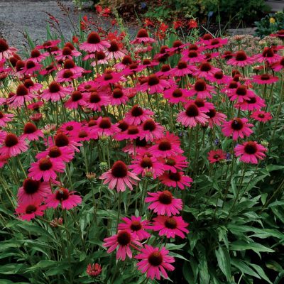 Echinacea 'Dixie Belle'