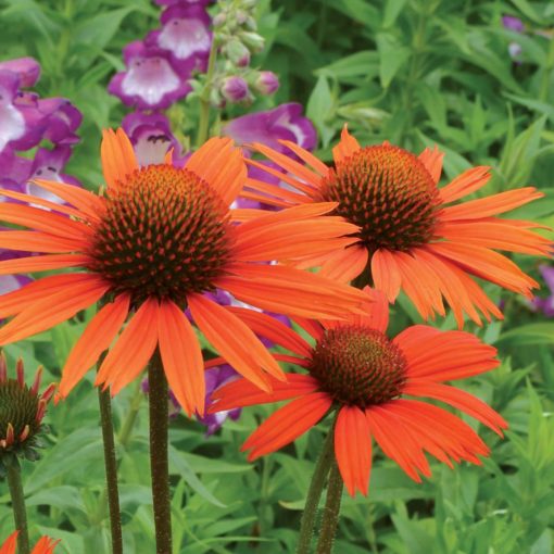 Echinacea 'Dixie Blaze'