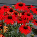 Echinacea 'Dixie Scarlet'