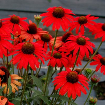 Echinacea 'Dixie Scarlet'