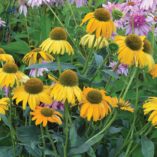 Echinacea 'Dixie Sun'