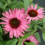 Echinacea 'Fancy Frills'