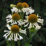 Echinacea 'Ferris Wheel'