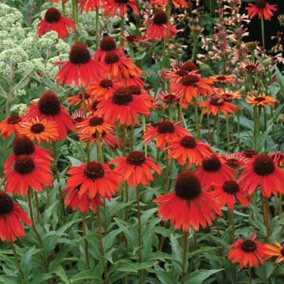 Echinacea 'Firebird'