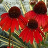 Echinacea 'Firebird'