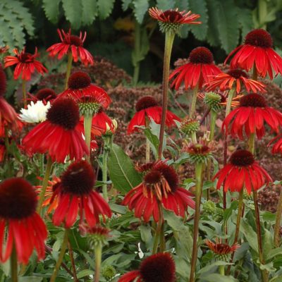 Echinacea 'Firebird'