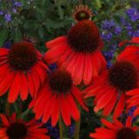 Echinacea 'Firebird'