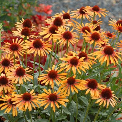 Echinacea 'Flame Thrower'