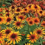 Echinacea 'Flame Thrower'