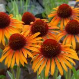 Echinacea 'Flame Thrower'