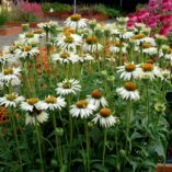 Echinacea 'Fragrant Angel'