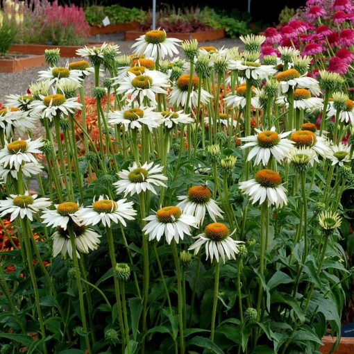 Echinacea 'Fragrant Angel'