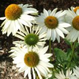 Echinacea 'Fragrant Angel'