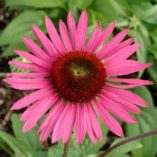 Echinacea 'Green Eyes'