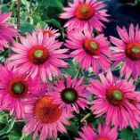 Echinacea 'Green Eyes'