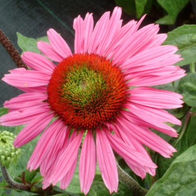 Echinacea 'Green Eyes'