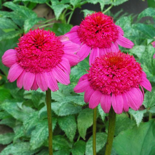 Echinacea 'Gum Drop'