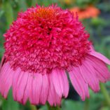 Echinacea 'Gum Drop'