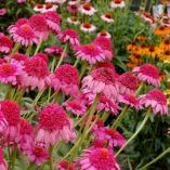 Echinacea 'Gum Drop'