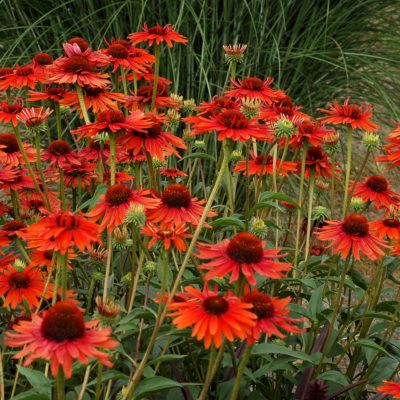 Echinacea 'Hot Lava'