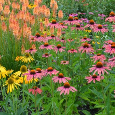 Echinacea 'Hot Lava'