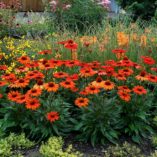 Echinacea KISMET™ Intense Orange