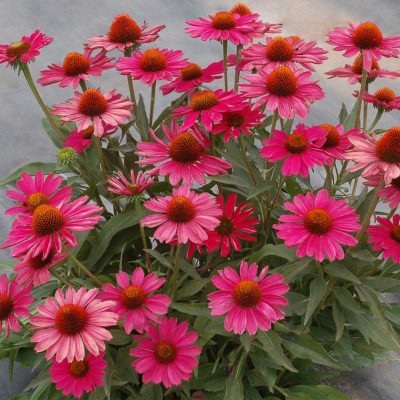 Echinacea KISMET® 'Raspberry'