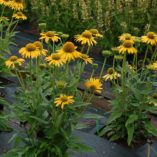 Echinacea KISMET™ Yellow