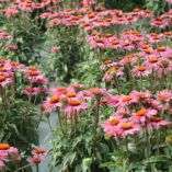 Echinacea 'Little Giant'