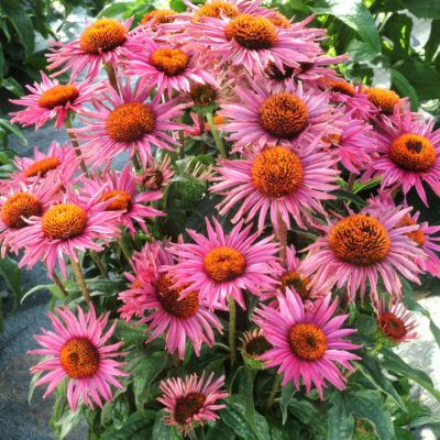 Echinacea 'Little Giant'