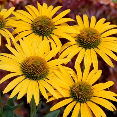 Echinacea 'Mac 'n' Cheese'