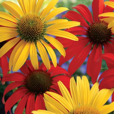 Echinacea 'Mac 'n' Cheese'