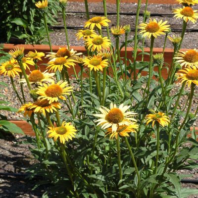 Echinacea 'Mac 'n' Cheese'