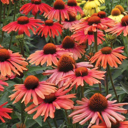 Echinacea 'Mama Mia'