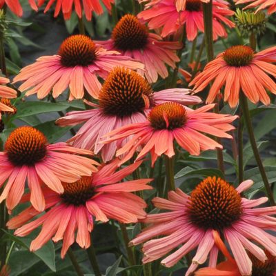 Echinacea 'Mama Mia'