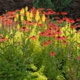 Echinacea 'Mama Mia'