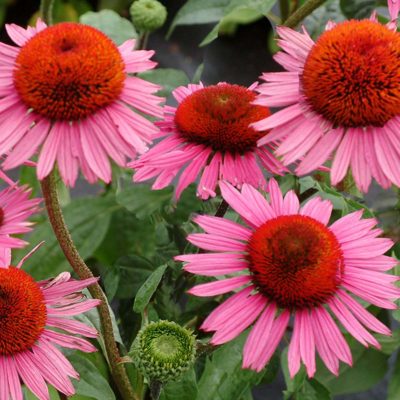 Echinacea 'Mars'