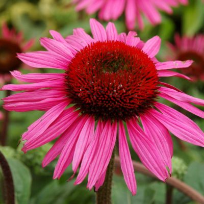 Echinacea 'Mars'