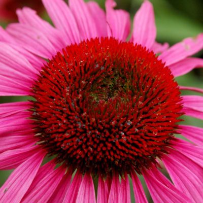 Echinacea 'Mars'