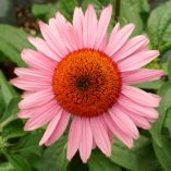 Echinacea 'Mars'