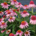 Echinacea 'Meteor Pink'