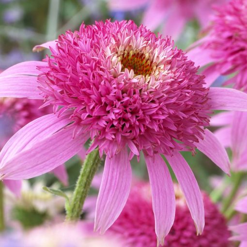 Echinacea 'Pink Double Delight'