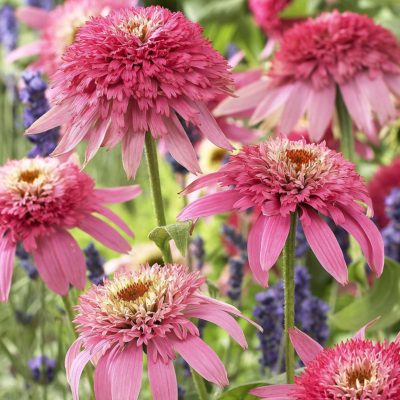 Echinacea 'Pink Double Delight'