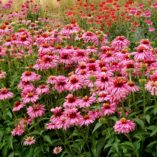 Echinacea 'Pink Poodle'