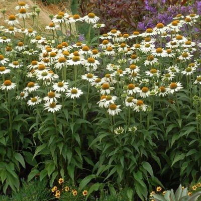 Echinacea 'Purity'