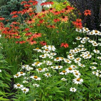 Echinacea 'Purity'